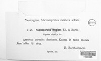 Aplosporella longipes image